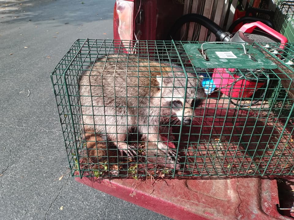 Central Florida residential and commercial raccoon removal